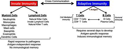 The Versatility of Sirtuin-1 in Endocrinology and Immunology